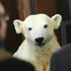 Eisbär Knut im Naturkundemuseum